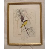 Oiseaux Des Mascareignes - 'serin Du Mozambique' J M Vinson 1981 Chromolithograph