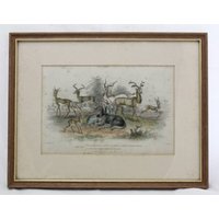 Etching Colour Print Of Antelopes J Stewart Del
