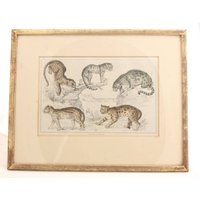 Etching Print Of 5 Big Cats Hand Coloured C1840
